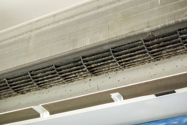 Best Air Duct Mold Removal  in Paynesville, MN